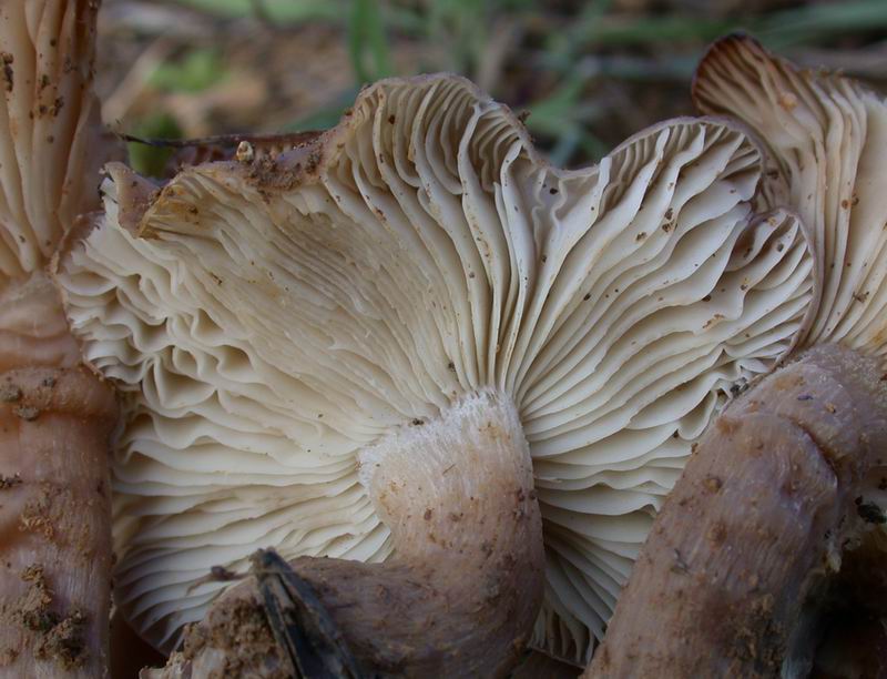 Escursione in cipresseta